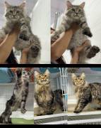 Three Maine Coon cats, Maine Coon