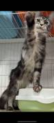 Three Maine Coon cats, Maine Coon