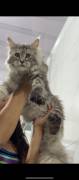 Three Maine Coon cats, Maine Coon
