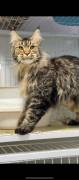 Three Maine Coon cats, Maine Coon