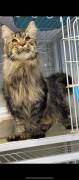 Three Maine Coon cats, Maine Coon