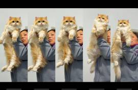 Beautiful Golden Gradient cat, British Shorthair Beautiful Golden Gradient cat, British Shorthair