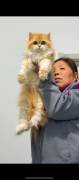 Beautiful Golden Gradient cat, British Shorthair Beautiful Golden Gradient cat, British Shorthair