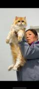 Beautiful Golden Gradient cat, British Shorthair Beautiful Golden Gradient cat, British Shorthair