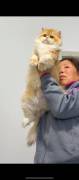 Beautiful Golden Gradient cat, British Shorthair Beautiful Golden Gradient cat, British Shorthair