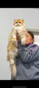 Beautiful Golden Gradient cat, British Shorthair