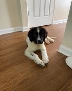 Lucy- Newfoundland puppy, Newfoundland