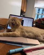 adorable persian kittens, Persian