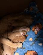 adorable persian kittens, Persian