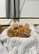 adorable persian kittens, Persian
