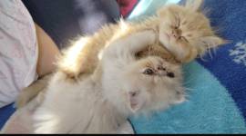 adorable persian kittens, Persian