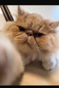 adorable persian kittens, Persian