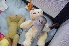 Capuchine &marmoset monkey, Other Animals