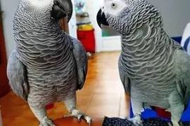 African Grey And macaw Parrots, African Grey