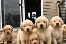 Golden Retriever Puppies, Golden Retriever