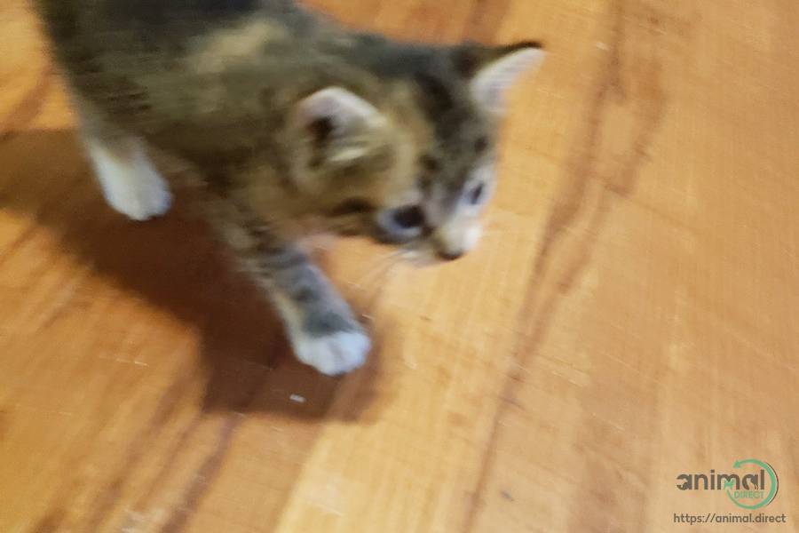 Kittens for Sale , Mixed Breed
