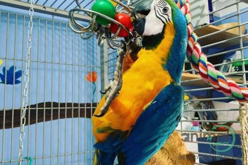 blue and gold macaw parrots, Blue and Gold Macaw