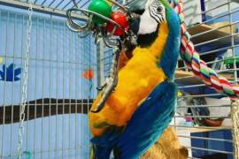 blue and gold macaw parrots, Blue and Gold Macaw