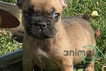 2 male frenchies, Mixed Breed