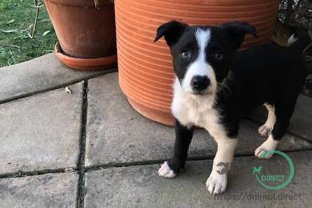 McNab Border Collie Puppies, Border Collie