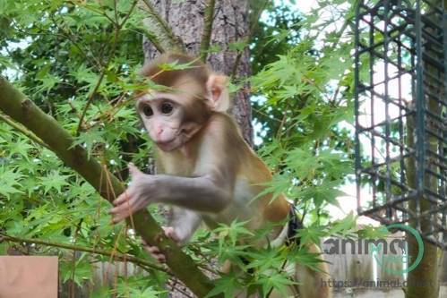 Rhesus Macaque Baby For Sale, Other Animals