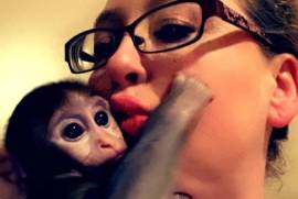 Rhesus Macaque Baby For Sale, Other Animals