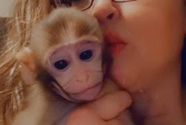 Rhesus Macaque Baby For Sale, Other Animals