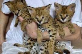 Gorgeous Savannah Kittens, Savannah