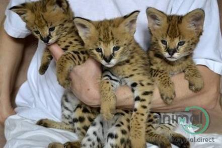 Gorgeous Savannah Kittens, Savannah