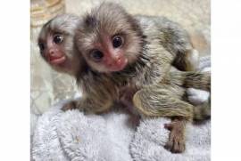 Two Marmoset Monkeys, Other Animals