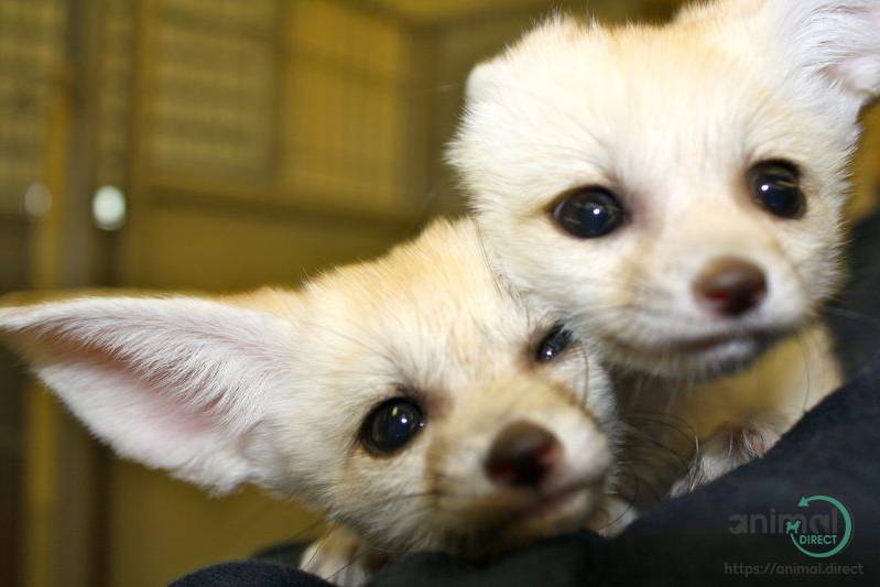 Two fennec fox for sale, Exotic