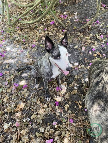 Dutch Shepherd, Puppy in