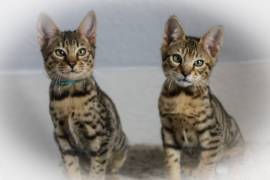F4 Savannahs Kittens, Savannah