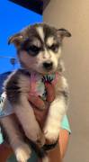 husky’s puppies Re home, Siberian Husky