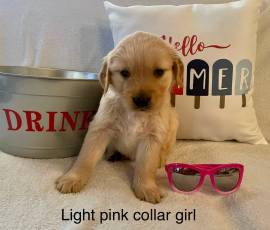 AKC Golden retriever puppies, Golden Retriever