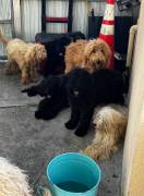 Labradoodle puppies, Poodle