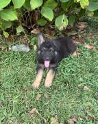 puppies, German Shepherd