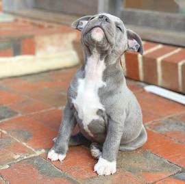 Adorable Staffy Puppies Ready , Staffordshire Bull Terrier