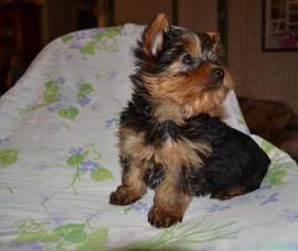 Teacup Yorkie Puppies , Mixed Breed