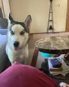 Diamond , Siberian Husky