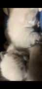 Beautiful Siamese Kitten, Siamese