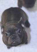 Blue Frenchie, French Bulldog