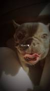 Blue Frenchie, French Bulldog