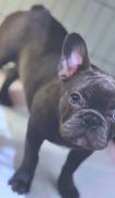 Blue Frenchie, French Bulldog