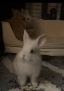 lion head bunnies, Rabbit