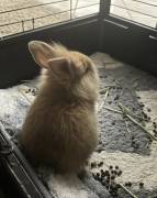 lion head bunnies, Rabbit