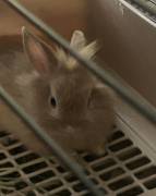 lion head bunnies, Rabbit