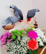 Parrots Ready for new home, African Grey