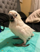 Parrots Available for new home, Cockatoo