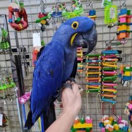 Parrots looking for new home, Hyacinth Macaw